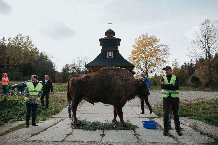 żubr tarasuje wejście do kościoła 